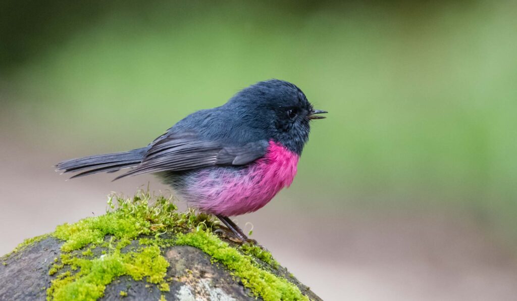 Pink robin bird