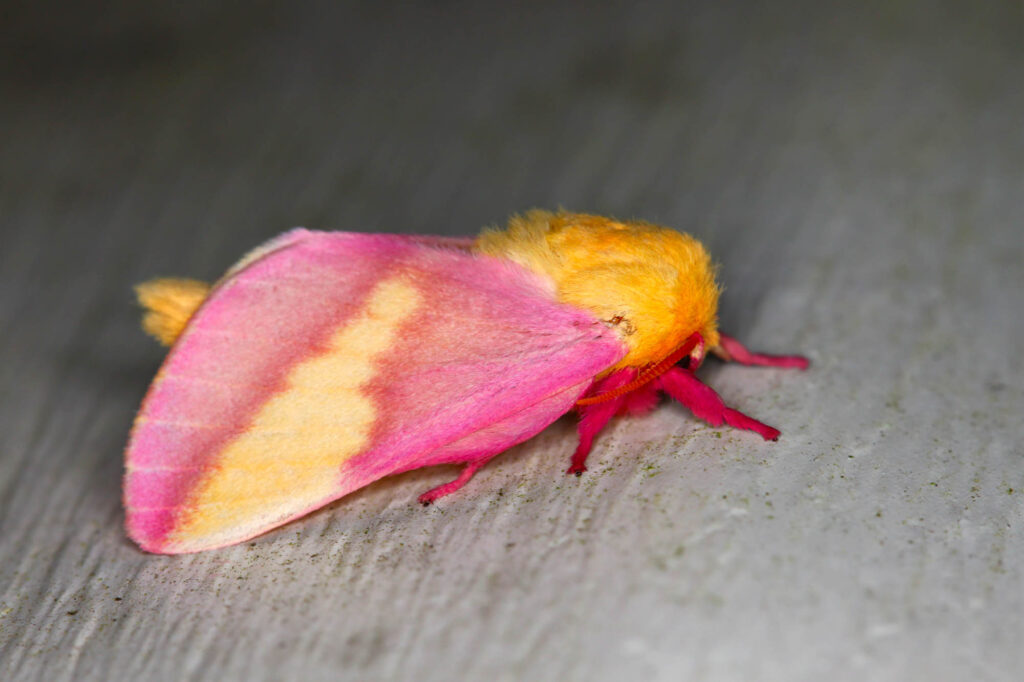 Pink rosy maple moth