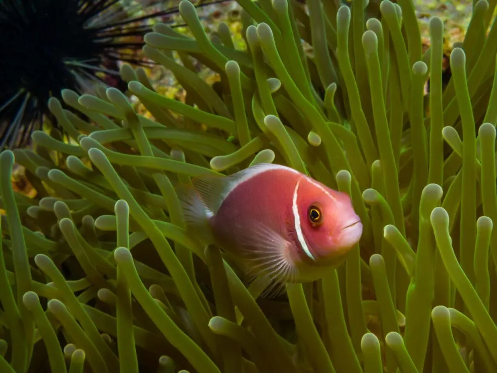 Pink skunk clownfish