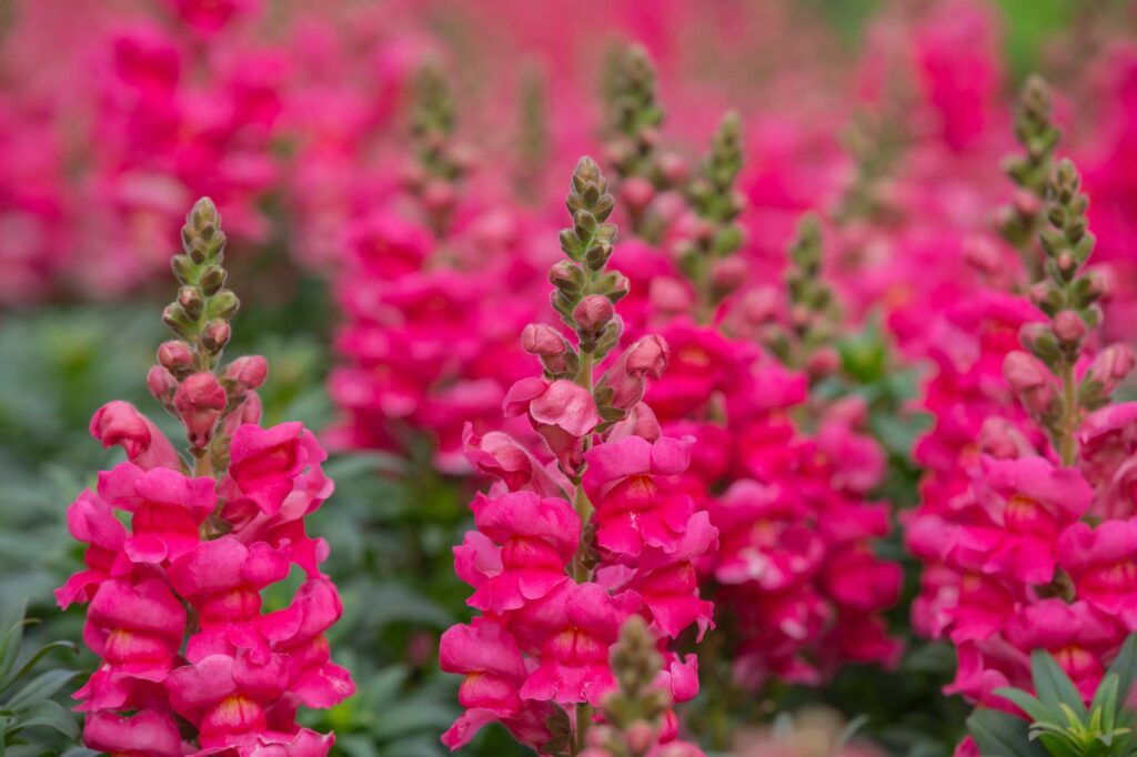 Pink snapdragon flowers