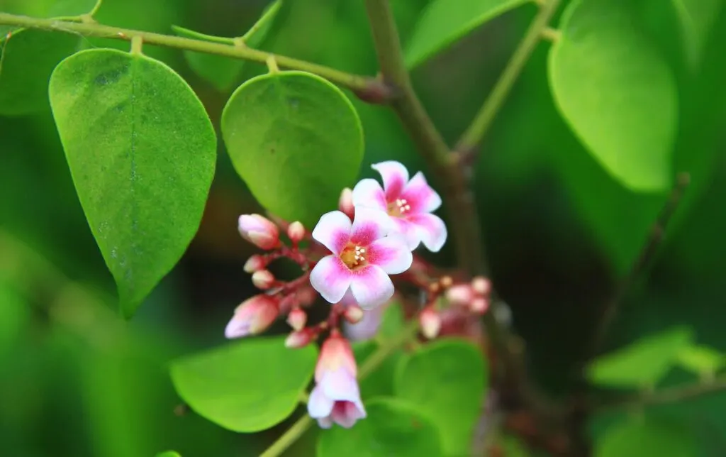 Pink star fruit flowers