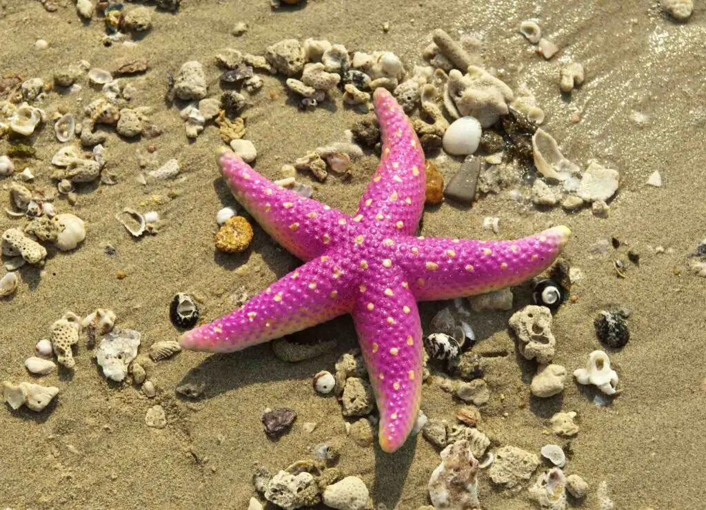 Pink starfish on sand