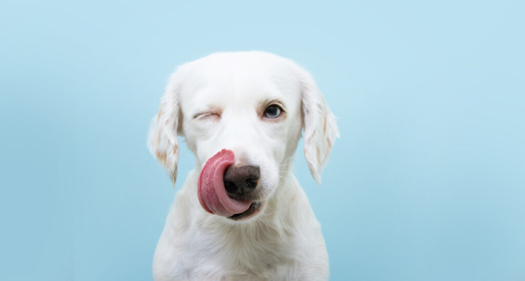 White dog and pink tongue