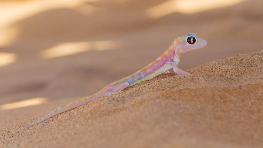 Pink web footed gecko