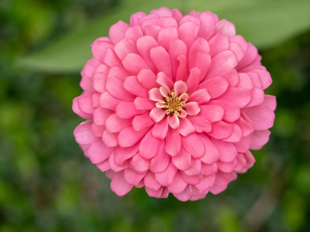 Pink zinnia flower