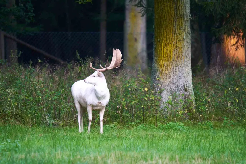 White albino Fallow deer
