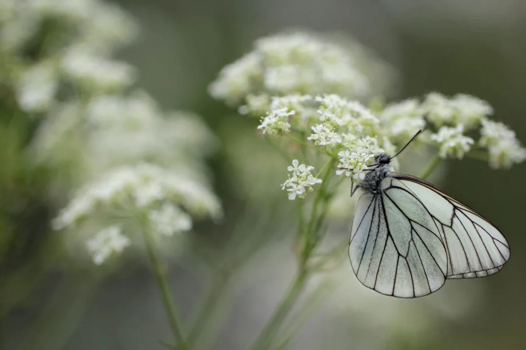 White black-veined butterfly
