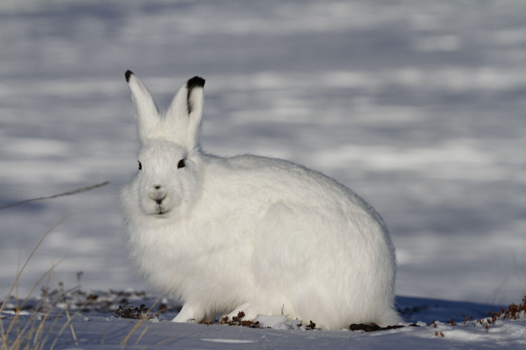 White arctic hare