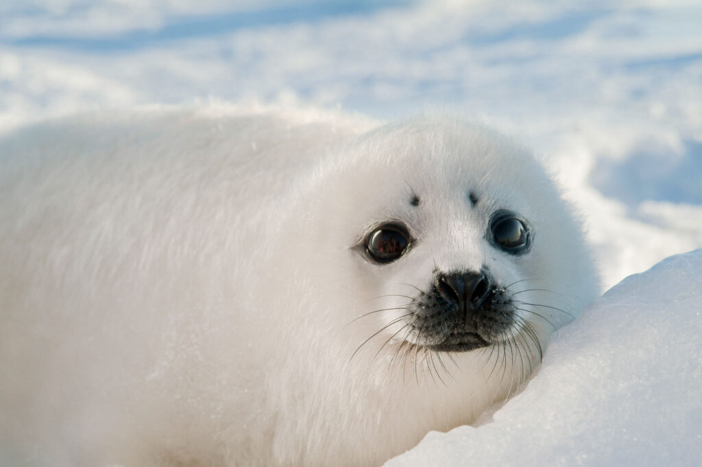 White harp seal