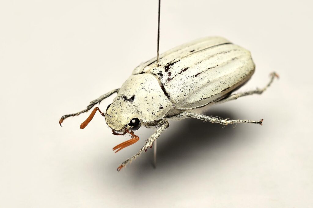 White beetle