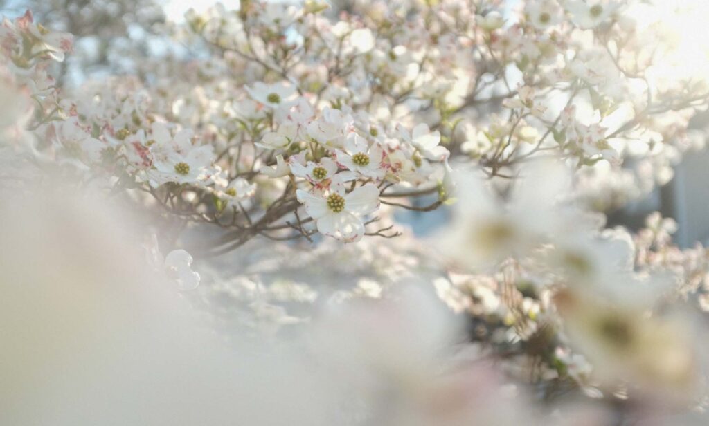 White dogwood tree flowers