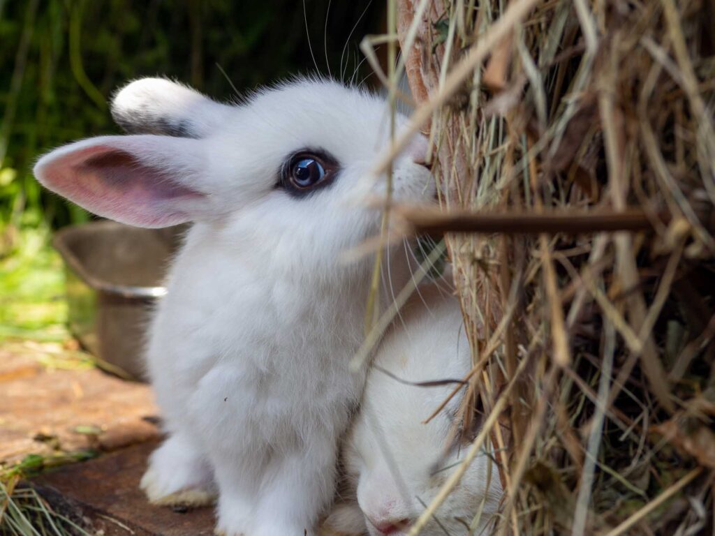 White hotot rabbit