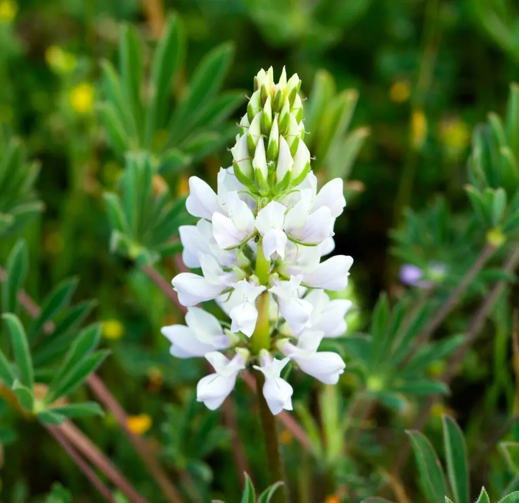 White lupine flower