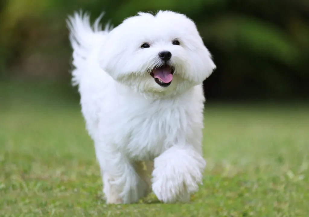 White maltese dog