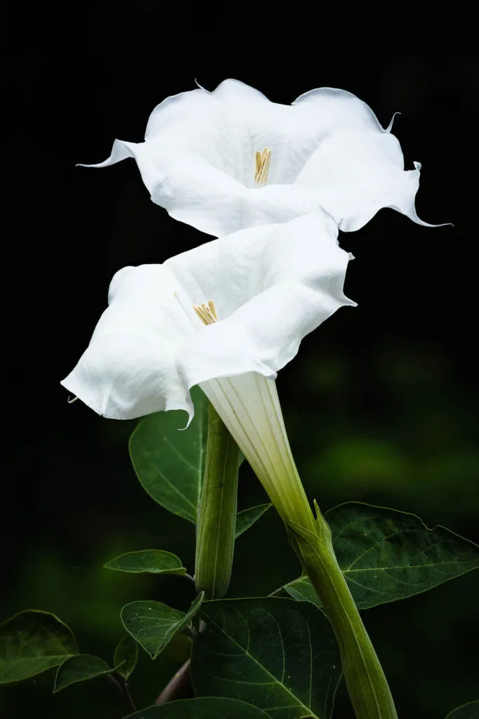 White moonflowers