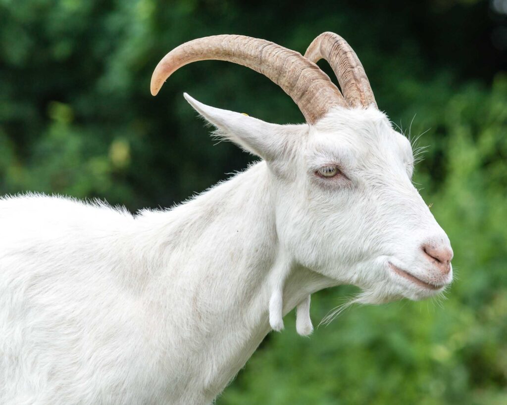 White saanen goat