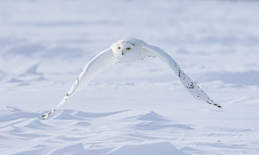 White snowy owl