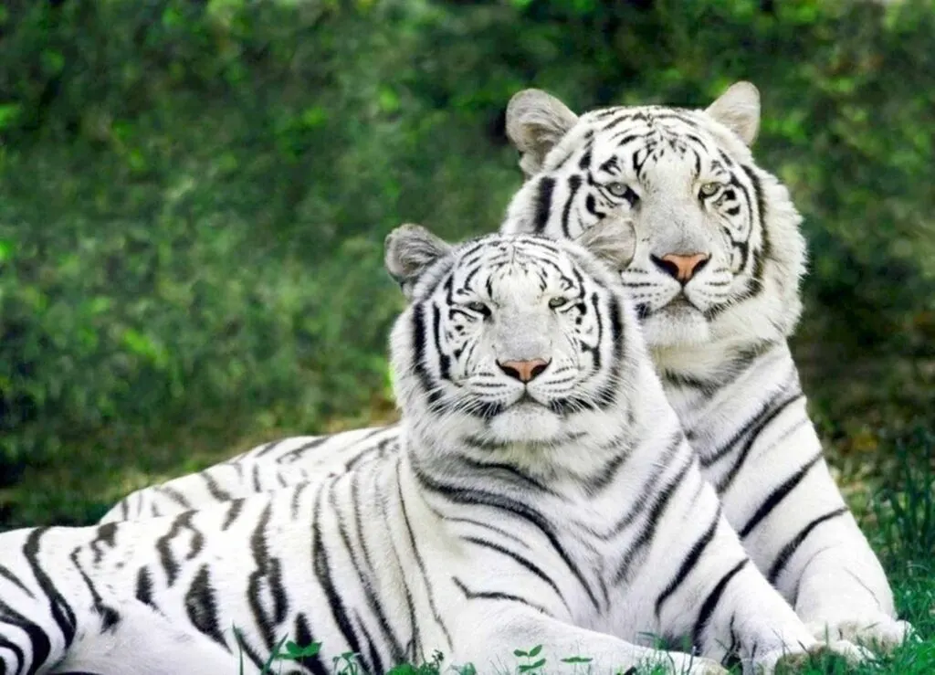 White tigers