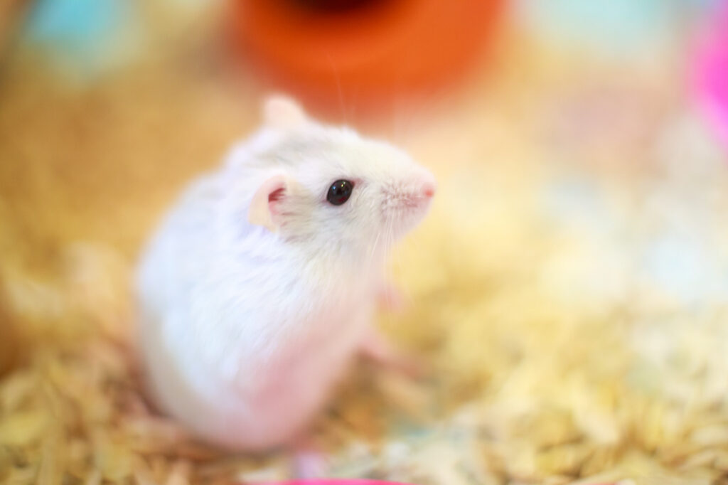 White dwarf hamster