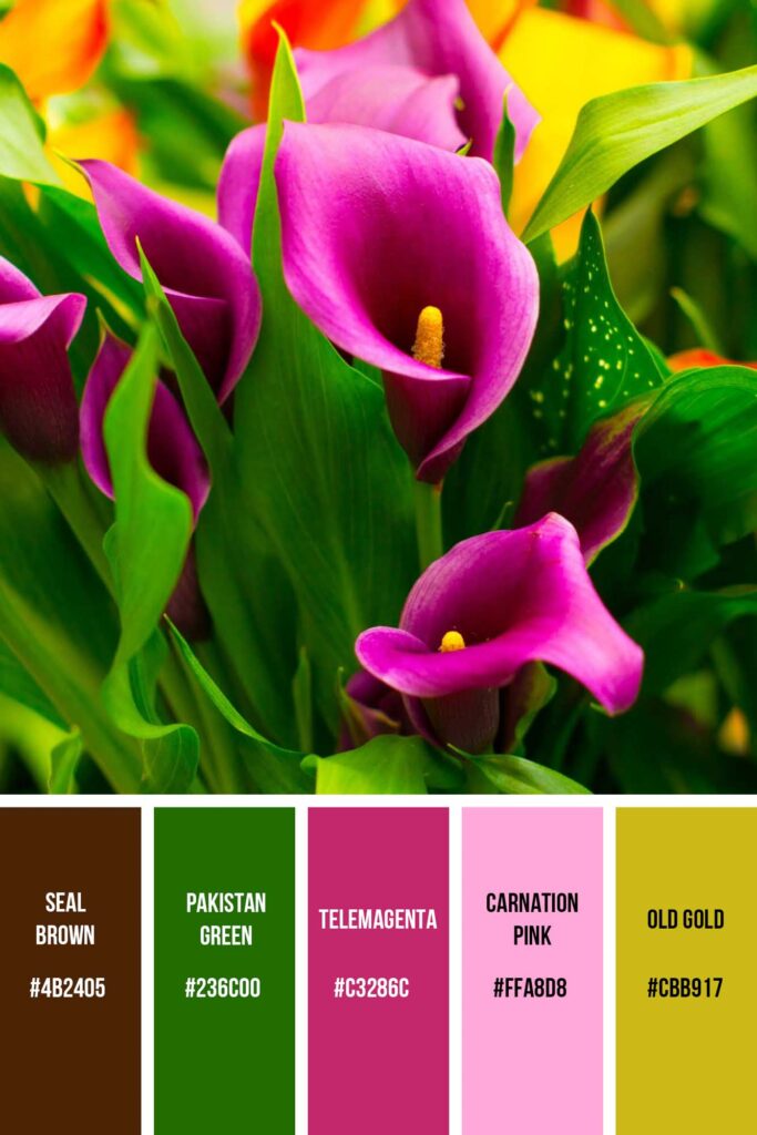 Shades of Pink calla is a beautiful palette