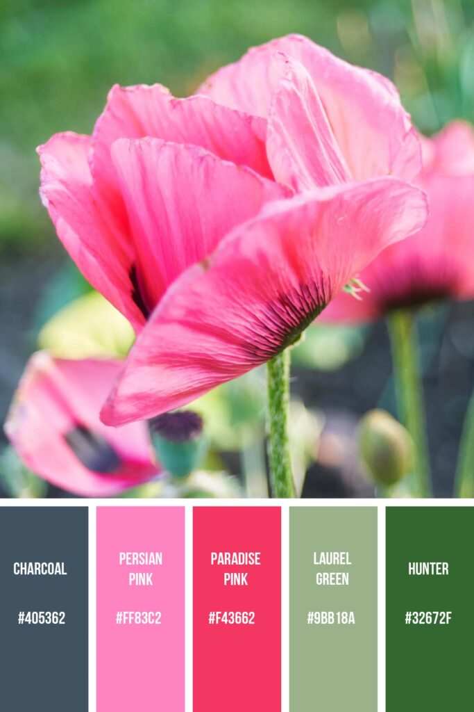 Pink flower is a beautiful pink palette