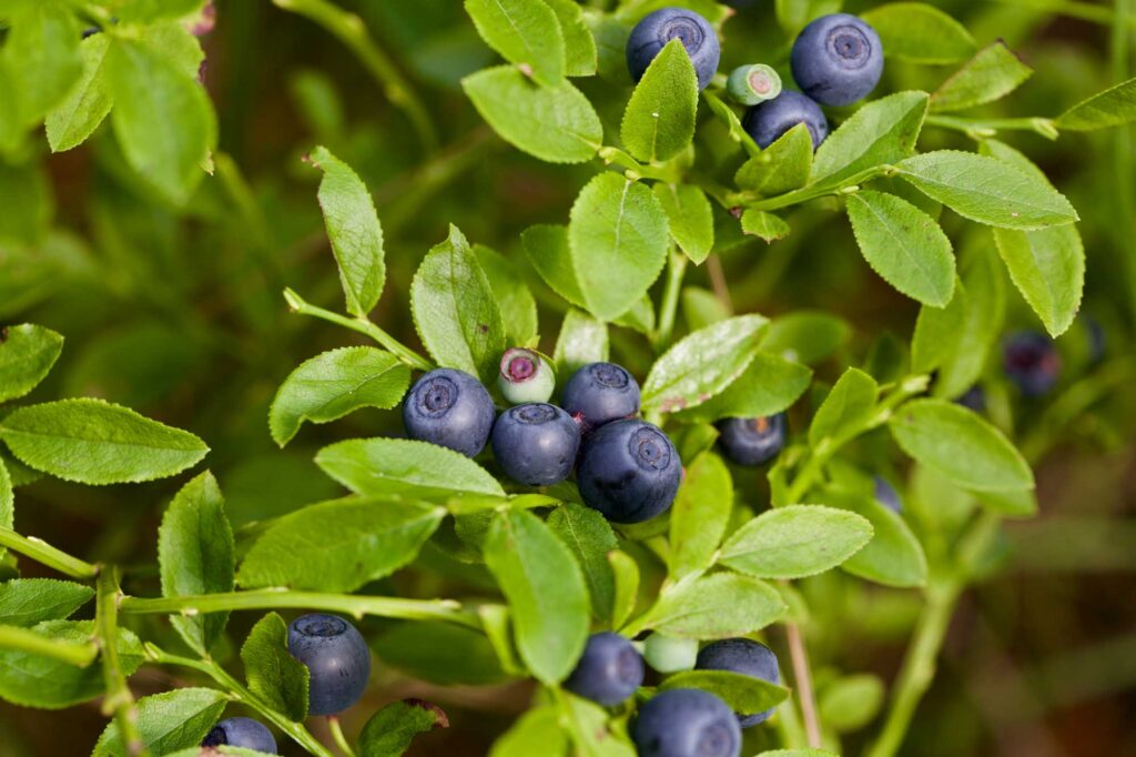 Blue bilberries in bushes