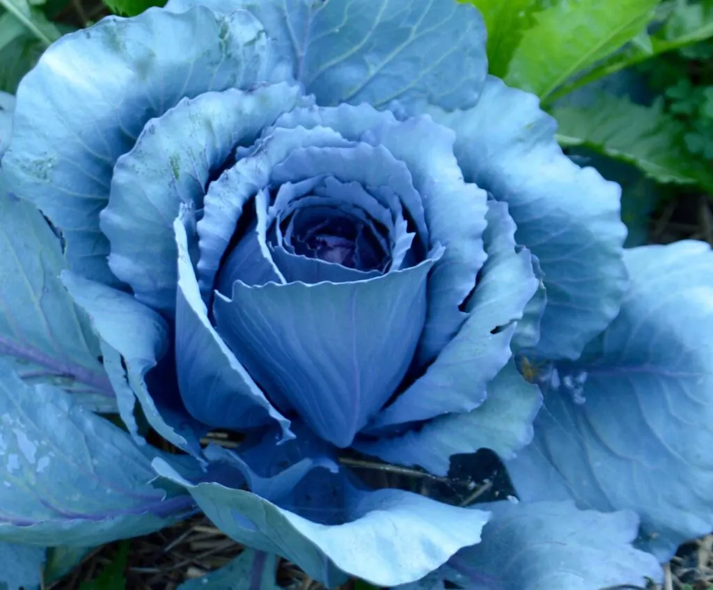 This cabbage is a blue vegetable