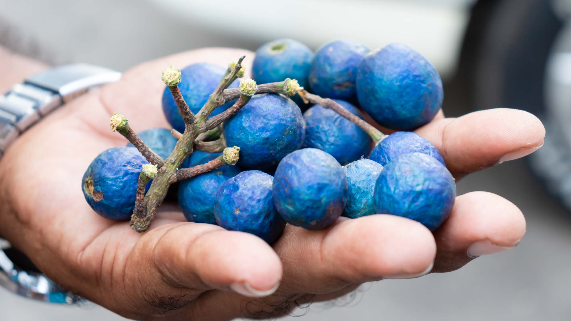 Hand holding Ceylon Blue Olives