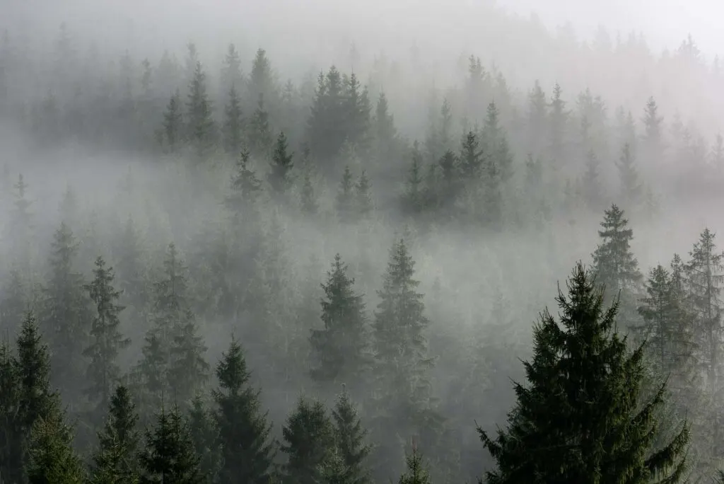 Gray mist above green pine forest