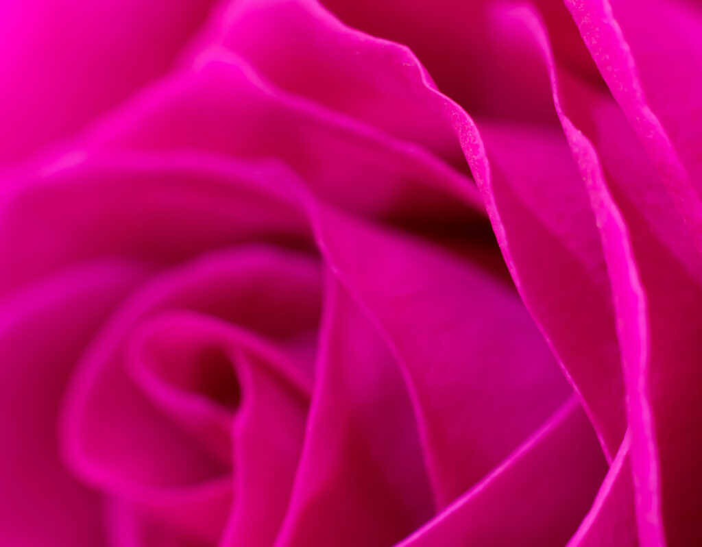Magenta colored rose flower close up on petals