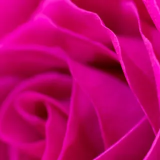 Magenta colored rose flower close up on petals