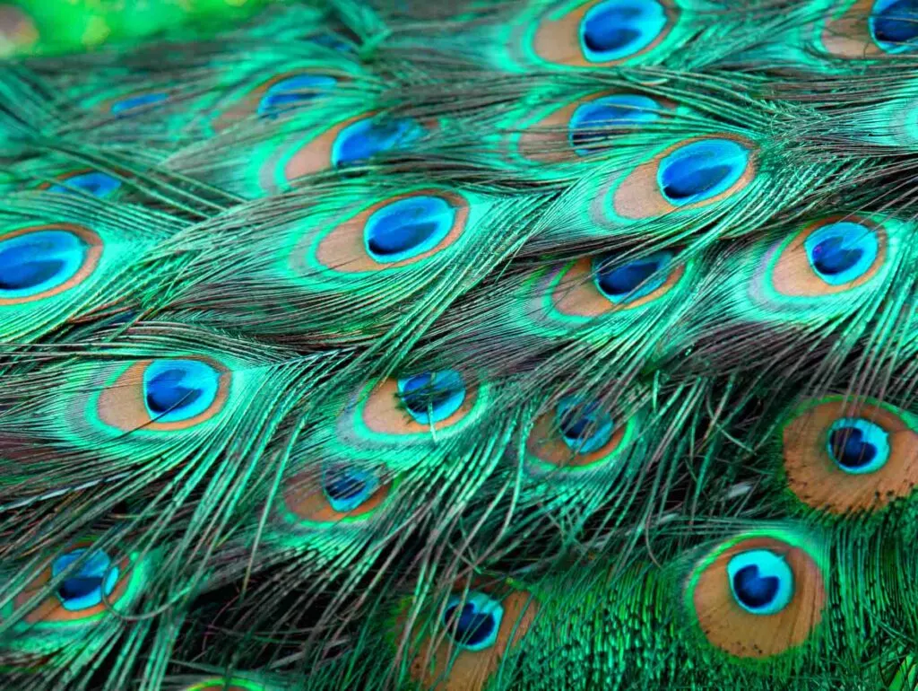 Teal peacock feathers