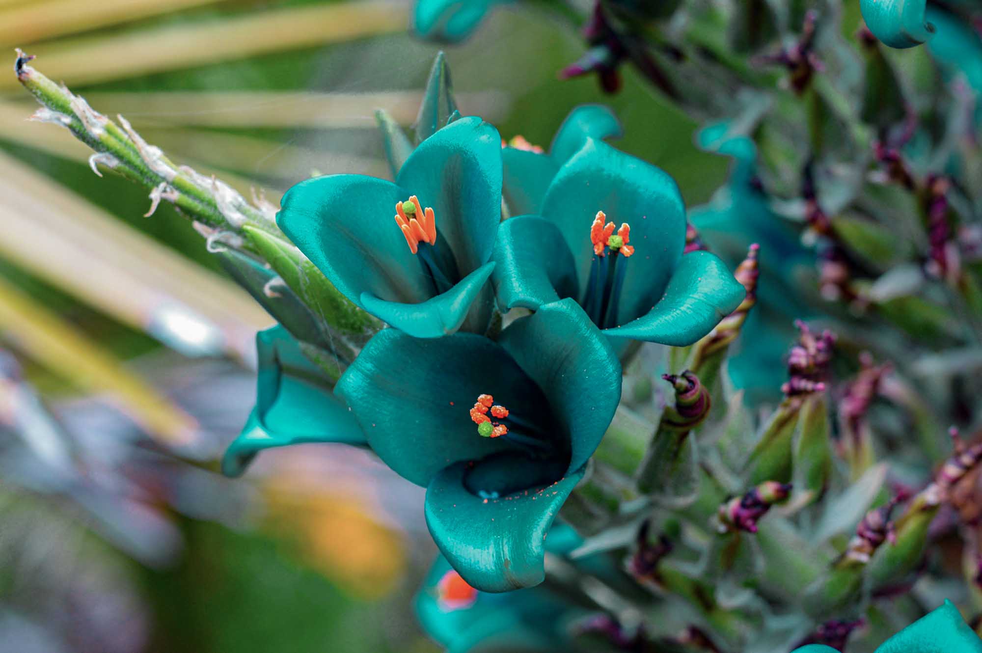 Puya is a teal flower with orange to yellow stalk