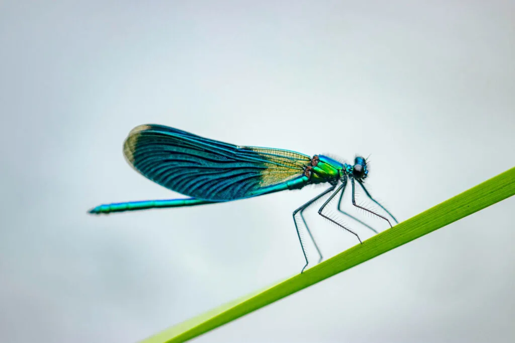 The banded demoiselle (Calopteryx splendens) is a species of teal damselfly belonging to the family Calopterygidae.
