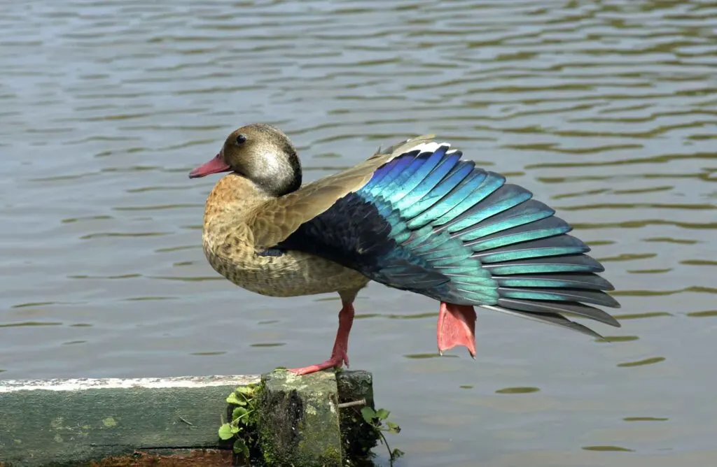 Brazilian Teal duck flapping its wings