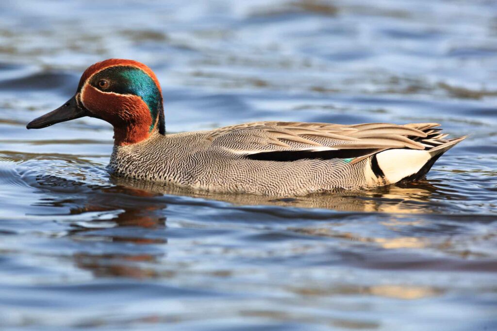 common teal duck on the water