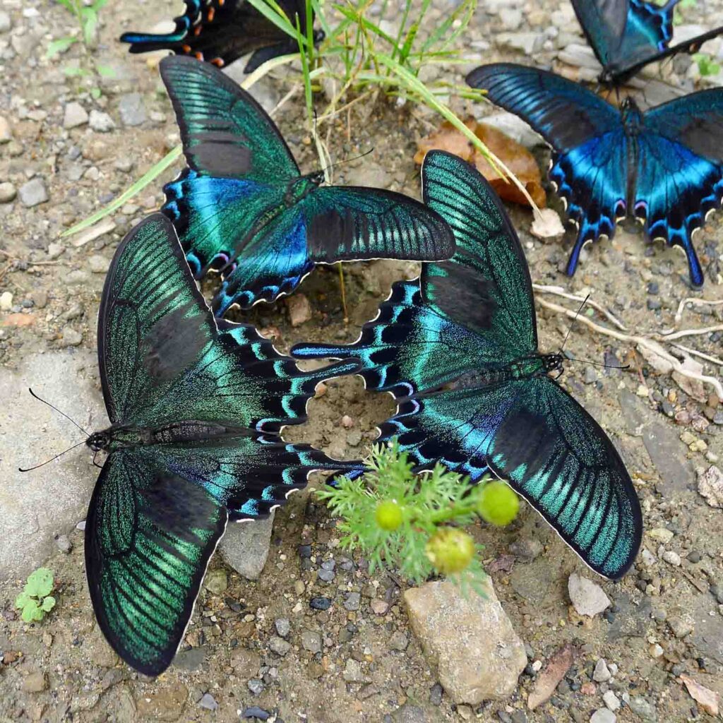Teal butterfly