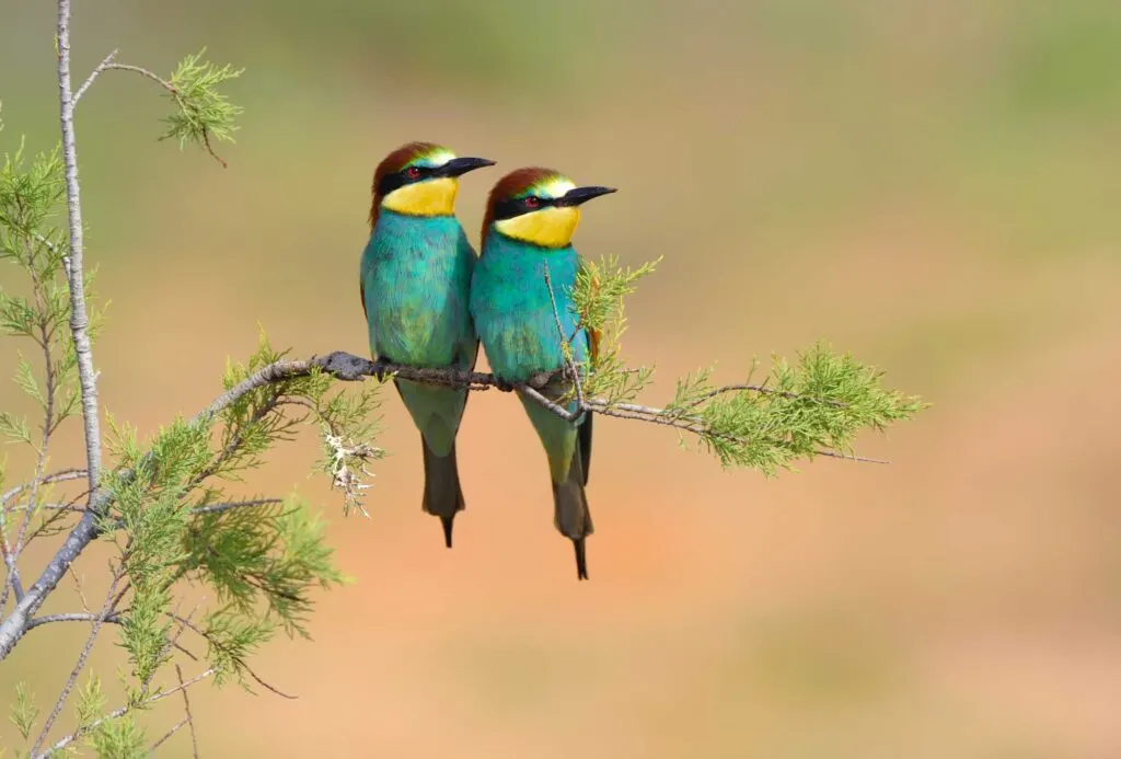 Teal and yellow European Bee-eater pair sitting on a branch