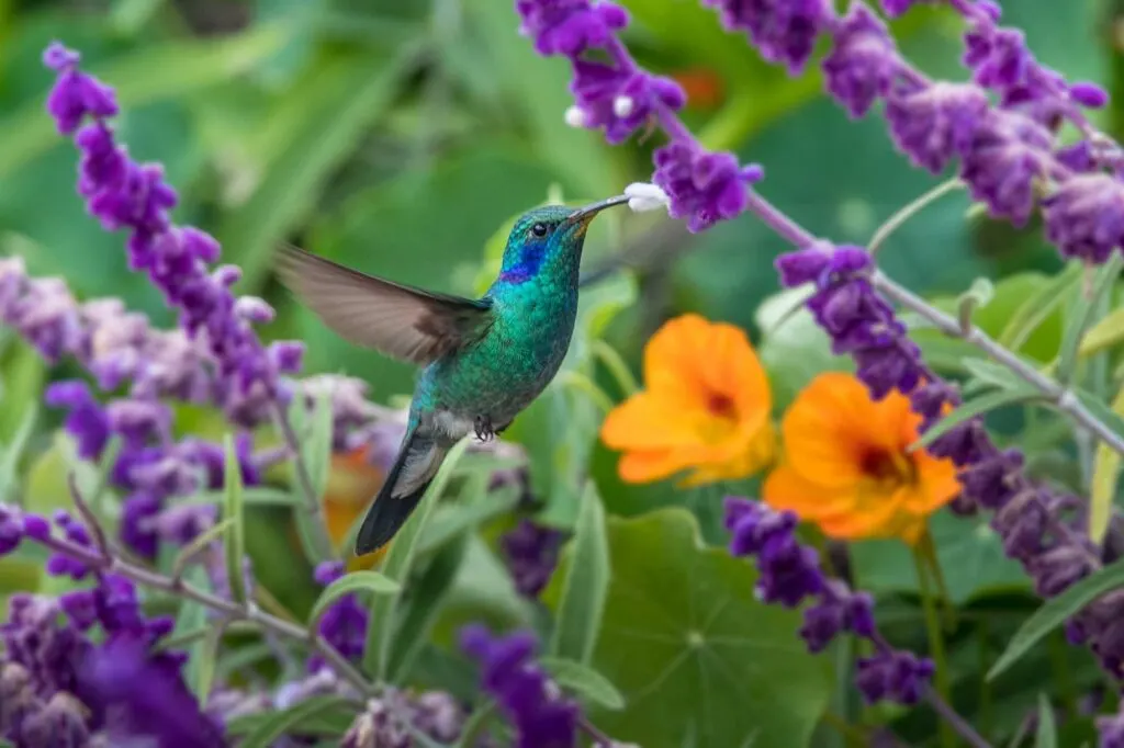 Green violet-ear teal hummingbird