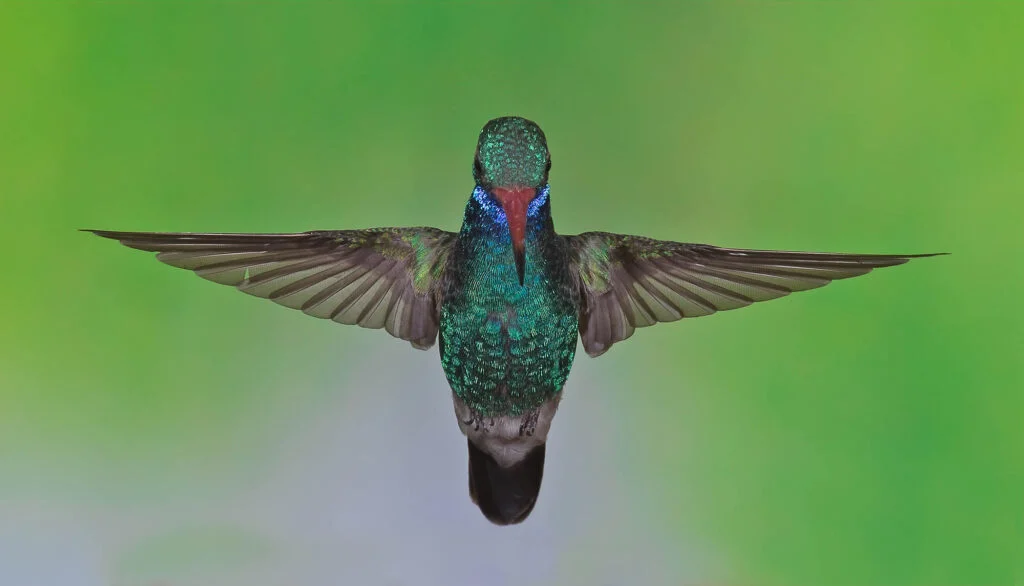Teal broad-billed hummingbird flying