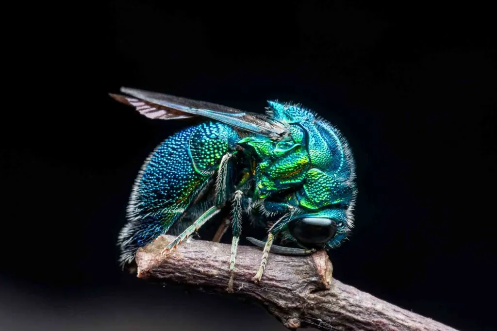Emerald green cuckoo wasp sleeping on branch