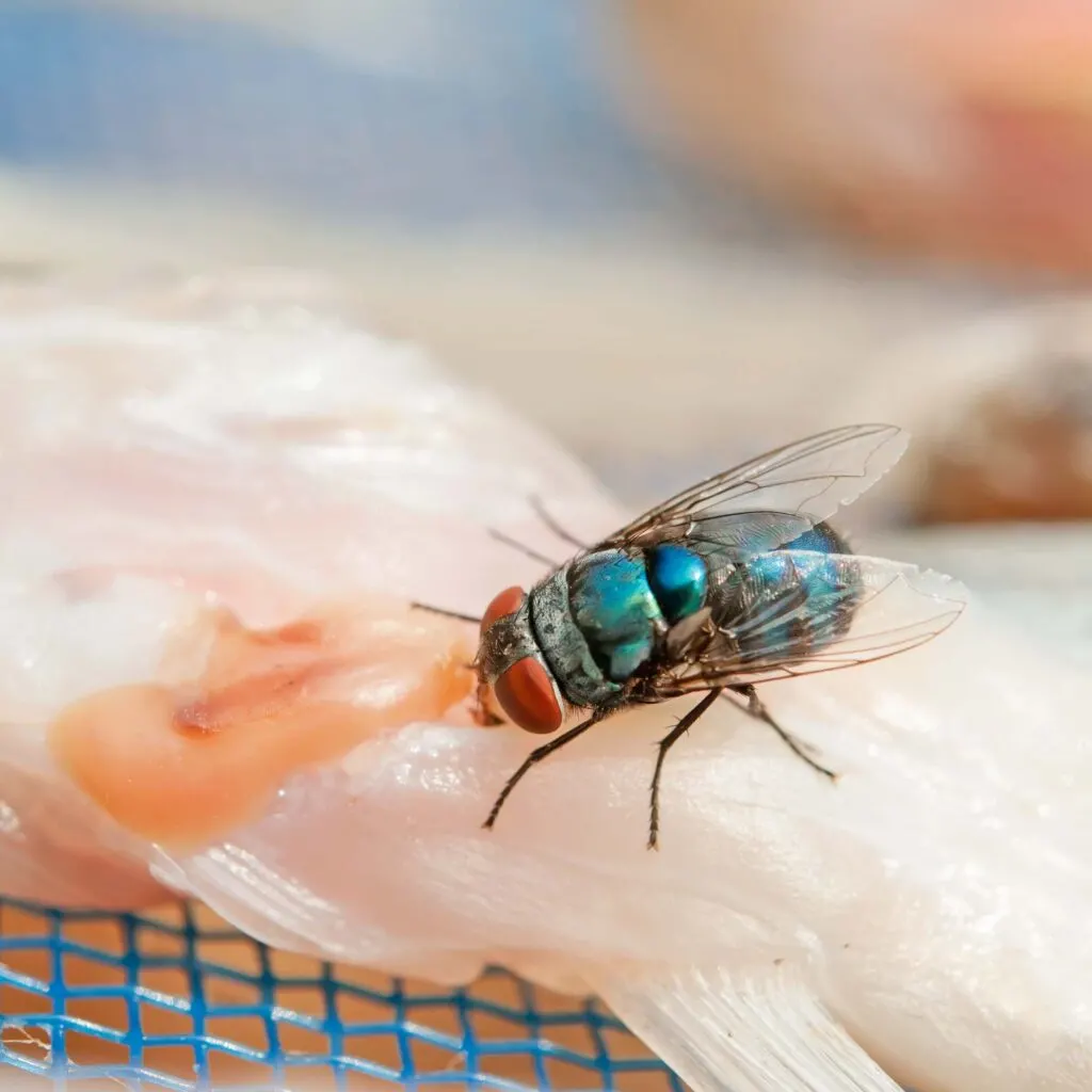 Macro shot of a teal fly on raw chicken
