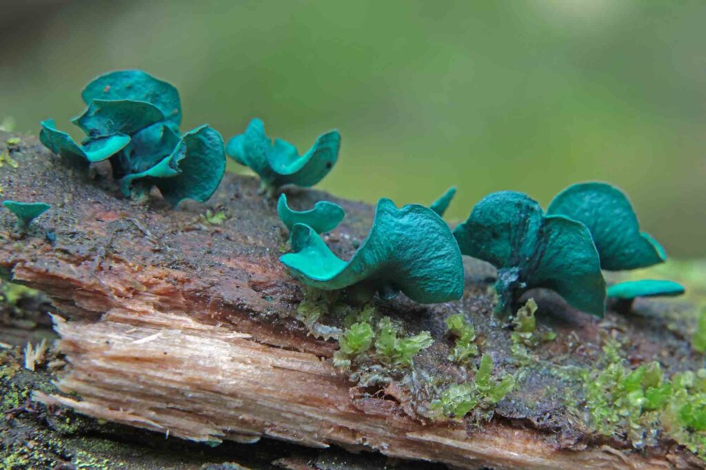 Rare teal fungi on wood