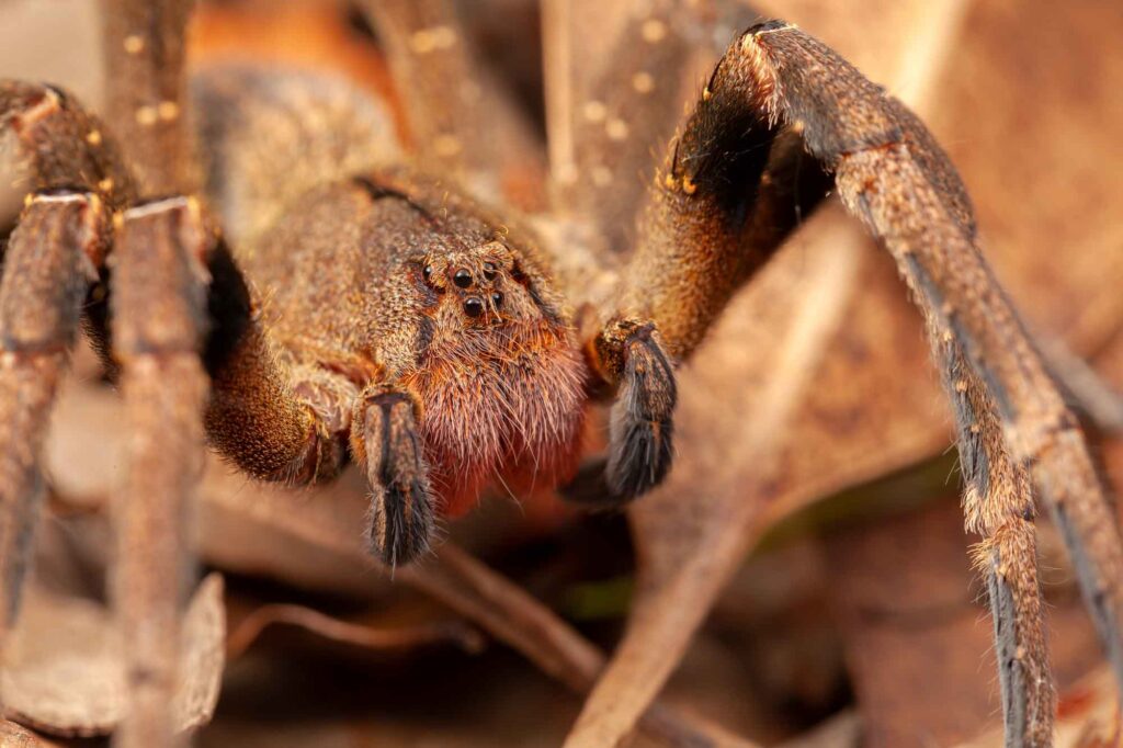 Brown Brazilian Wandering Spider