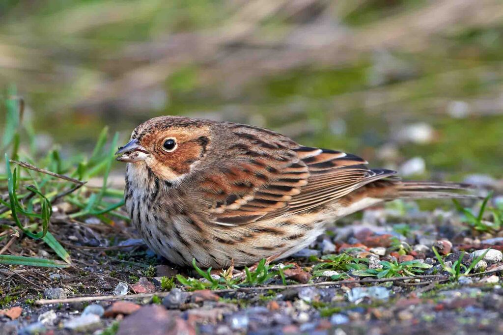 brown little bunting