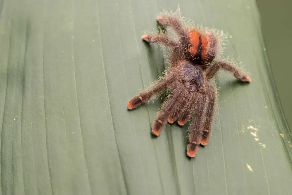 Brown Pink-Toed Tarantula