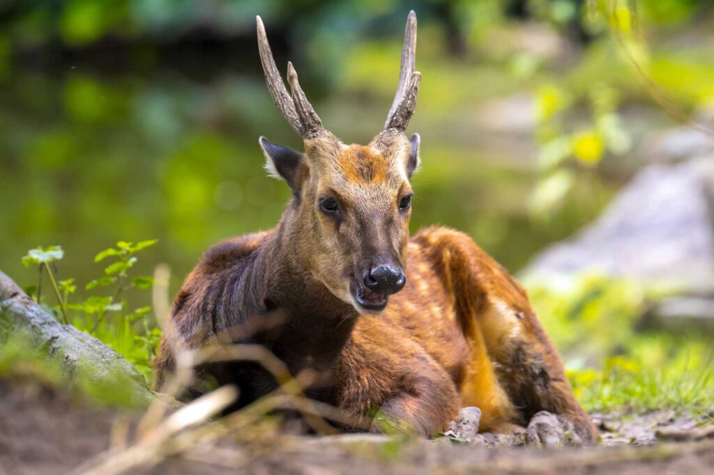 Brown Visayan Spotted Deer