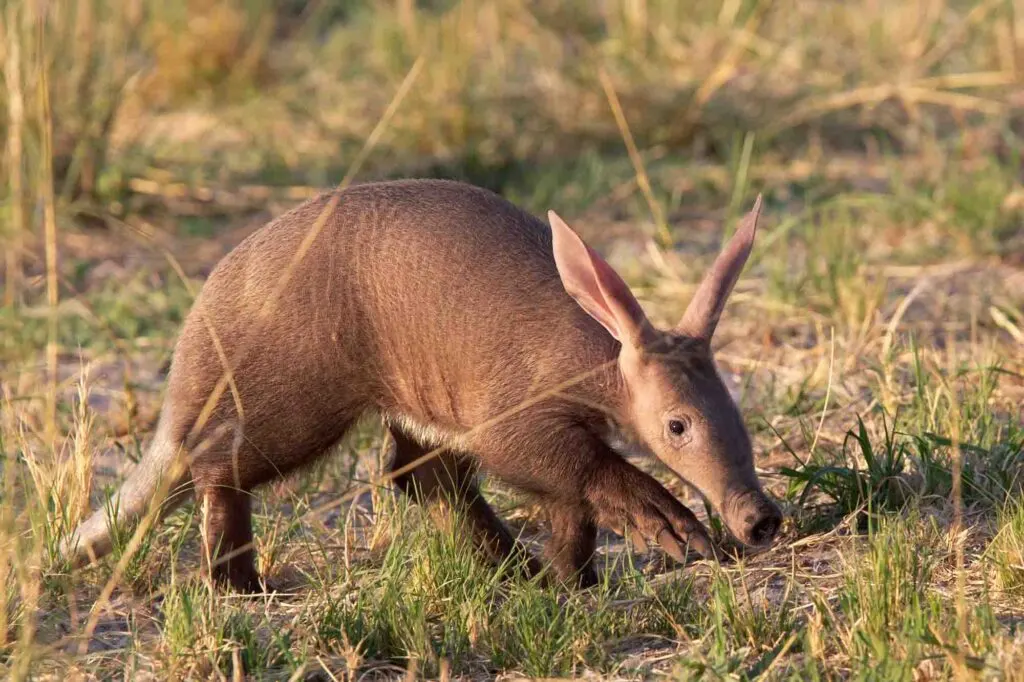Brown baby aardvark