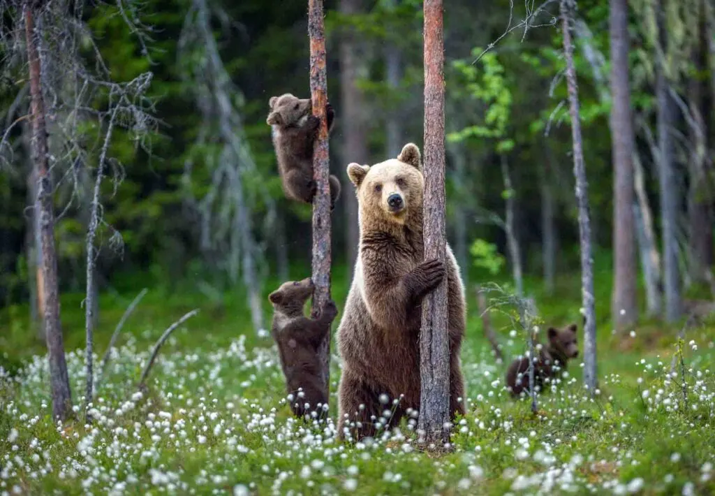 brown bear with cubs
