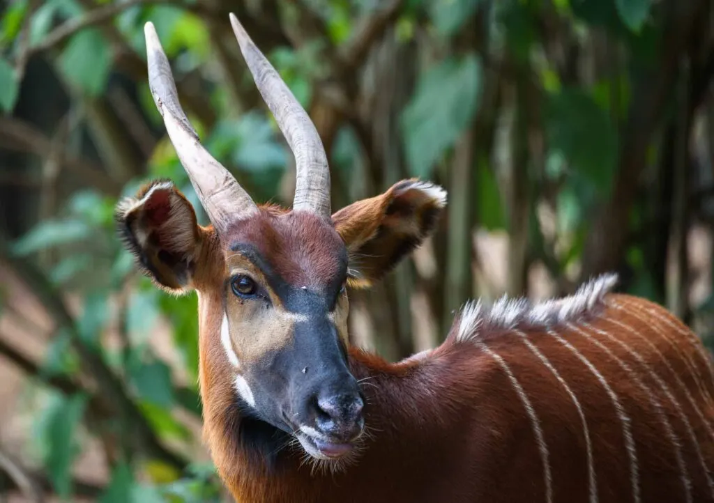 Brown Bongo antelope